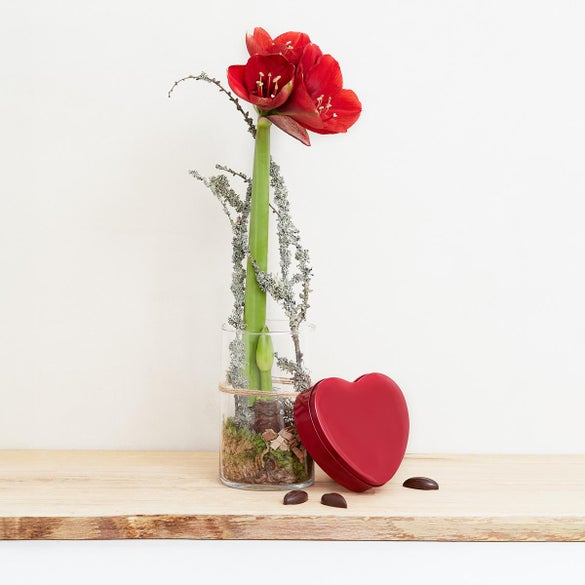 Rød amaryllis i glas med hjerte med mintchokolade